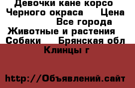 Девочки кане корсо. Черного окраса.  › Цена ­ 65 000 - Все города Животные и растения » Собаки   . Брянская обл.,Клинцы г.